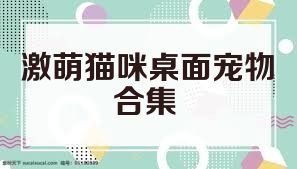 激萌猫咪桌面宠物合集