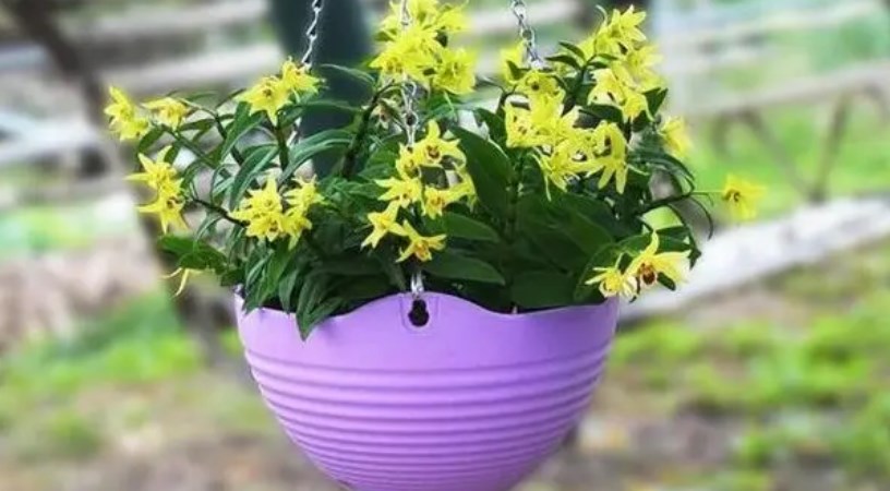 植物护养app
