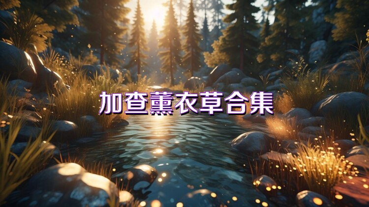 加查薰衣草合集