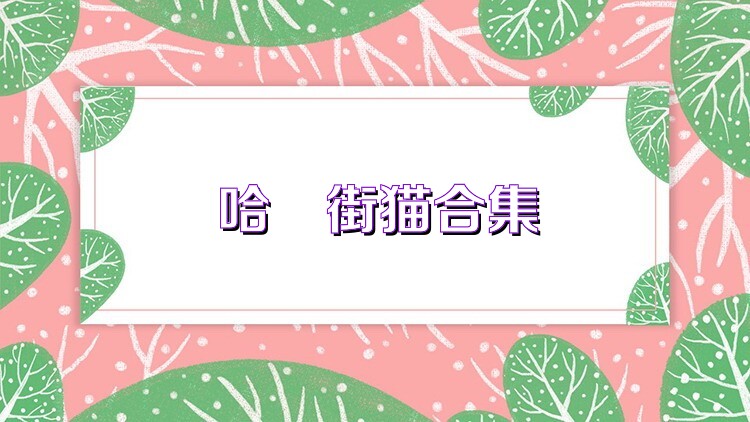 哈啰街猫合集